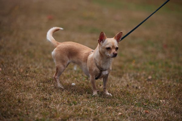 Hoe verschilt een generalistisch huis van een traditioneel gezondheidscentrum?